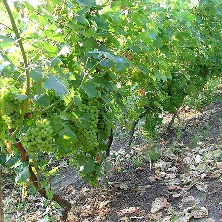 Couette-café Il Grappolo Mongardino