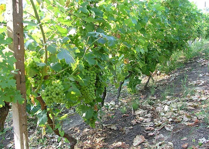 Bed and breakfast Il Grappolo Mongardino